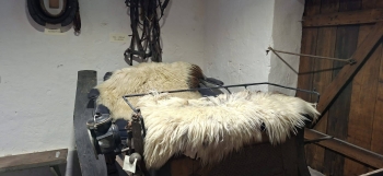 IMG_3972.jpeg